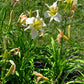 White Marvel