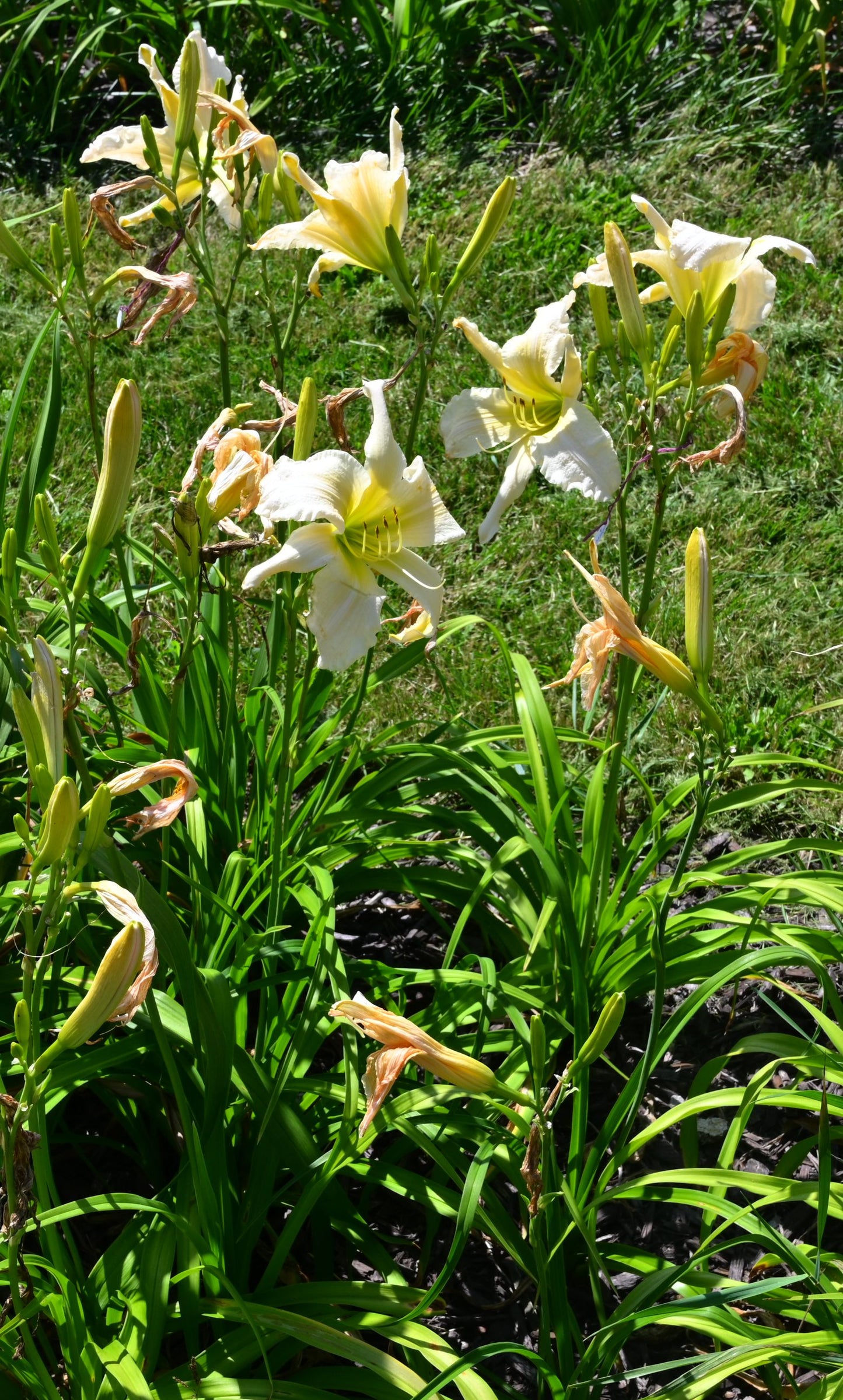 White Marvel
