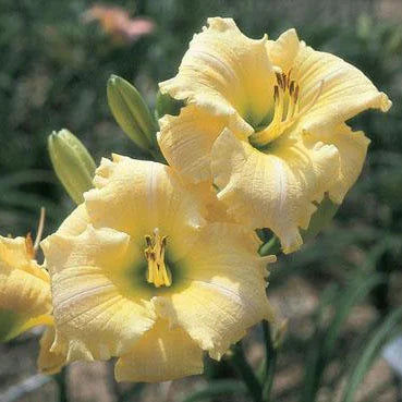 Hayfield Blossom Music