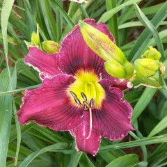 Energized Simplicity