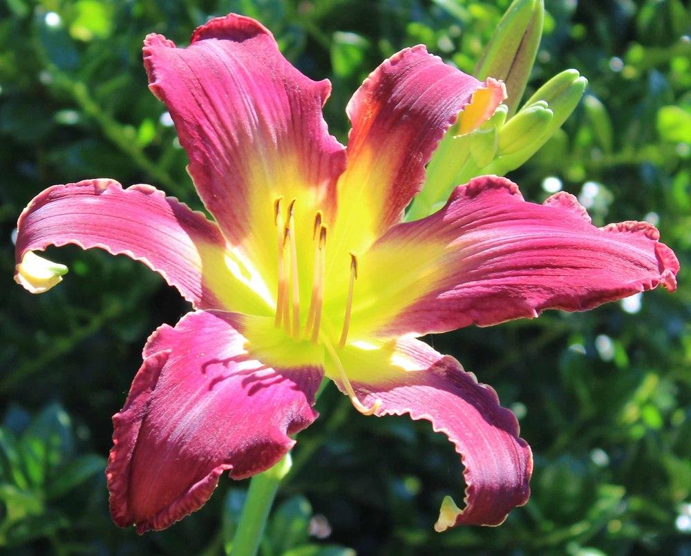 Heavenly Thunderbird