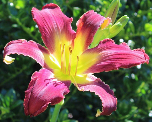 Heavenly Thunderbird