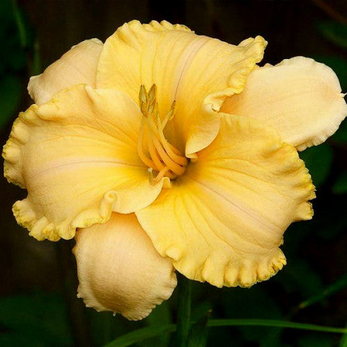 Hayfield Singing in the Wind