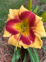 Dorothy Burkey Conrad