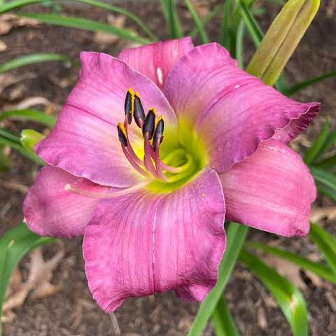Jewel of the Oasis
