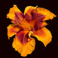 Sparks of Magic (Garden Name, Unregistered)