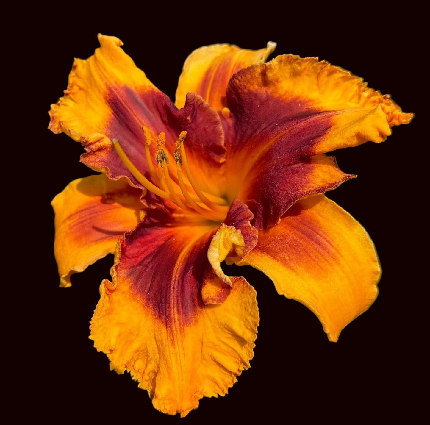 Sparks of Magic (Garden Name, Unregistered)