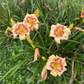 Rosy Maple Moth (Garden Name, Unregistered)