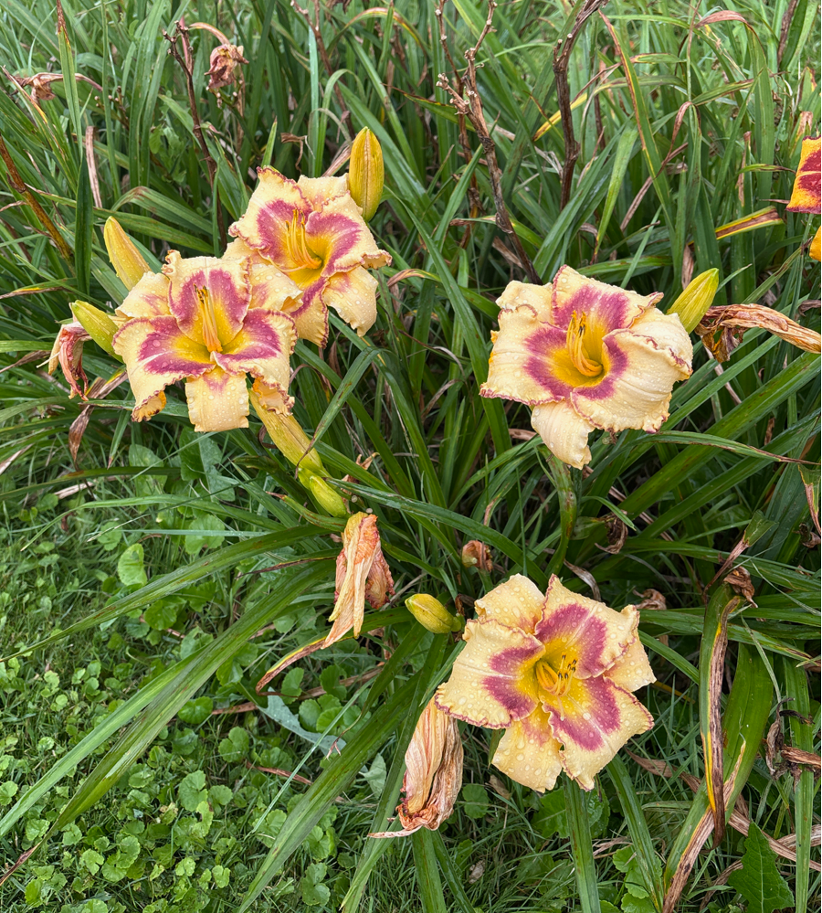 Rosy Maple Moth (Garden Name, Unregistered)