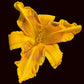 Mithraic Gold (Garden Name, Unregistered)