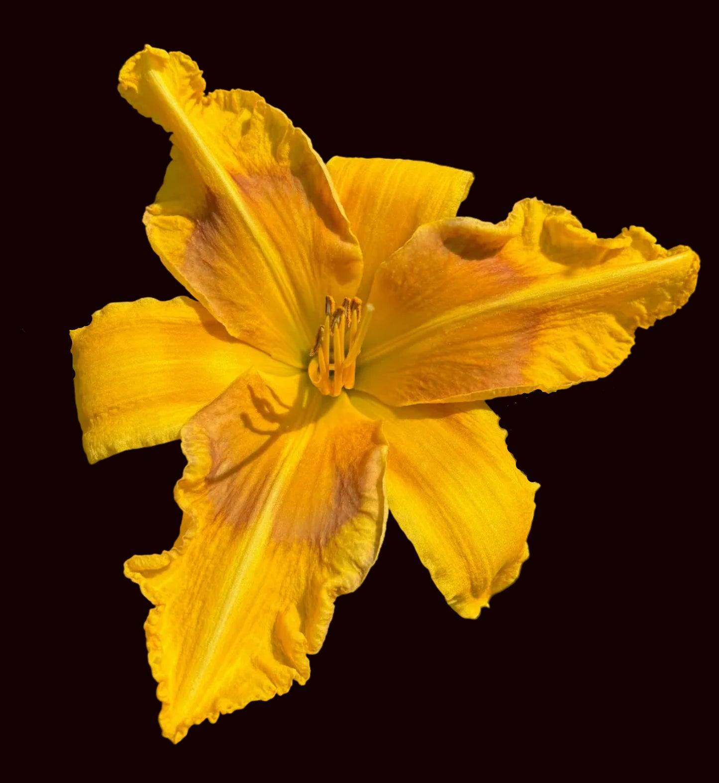 Mithraic Gold (Garden Name, Unregistered)