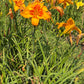 Grasp The Sun (Garden Name, Unregistered)