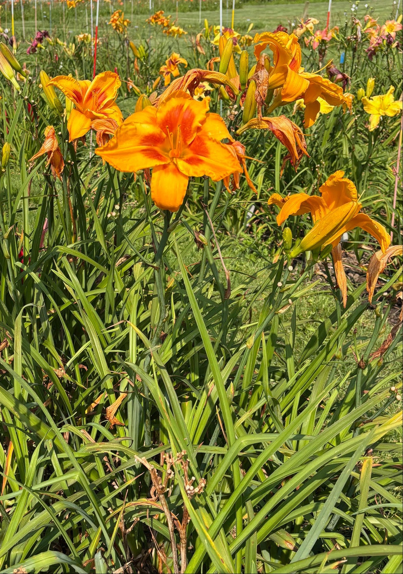 Grasp The Sun (Garden Name, Unregistered)