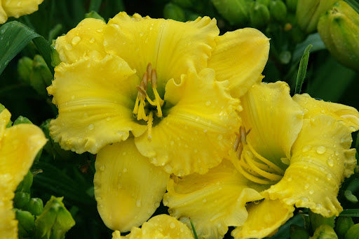 M and J Morning Sunshine