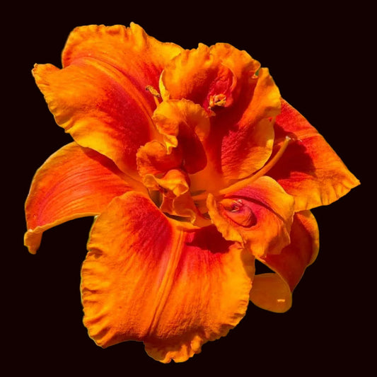 Stellar Nova (Garden Name, Unregistered)