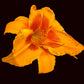Grasp The Sun (Garden Name, Unregistered)