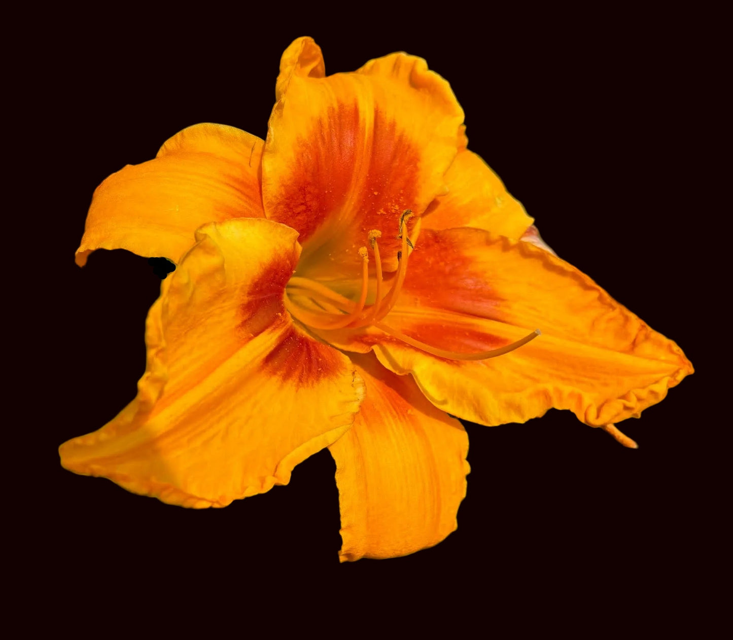 Grasp The Sun (Garden Name, Unregistered)