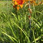 Sparks of Magic (Garden Name, Unregistered)
