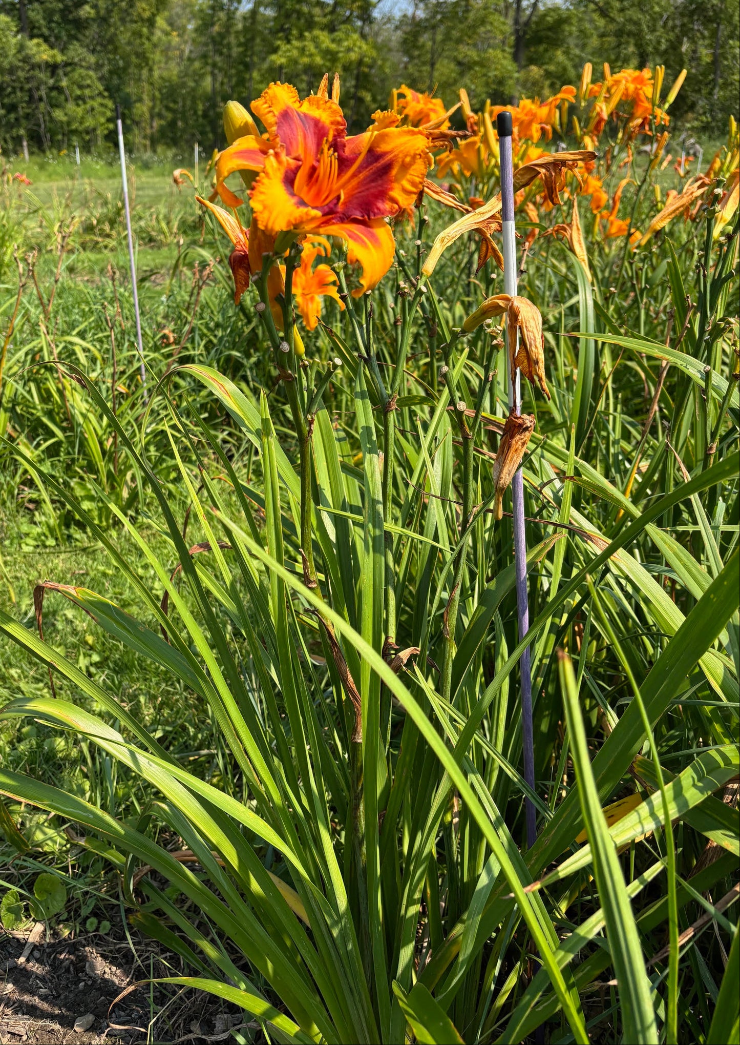 Sparks of Magic (Garden Name, Unregistered)
