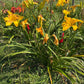 Mithraic Gold (Garden Name, Unregistered)