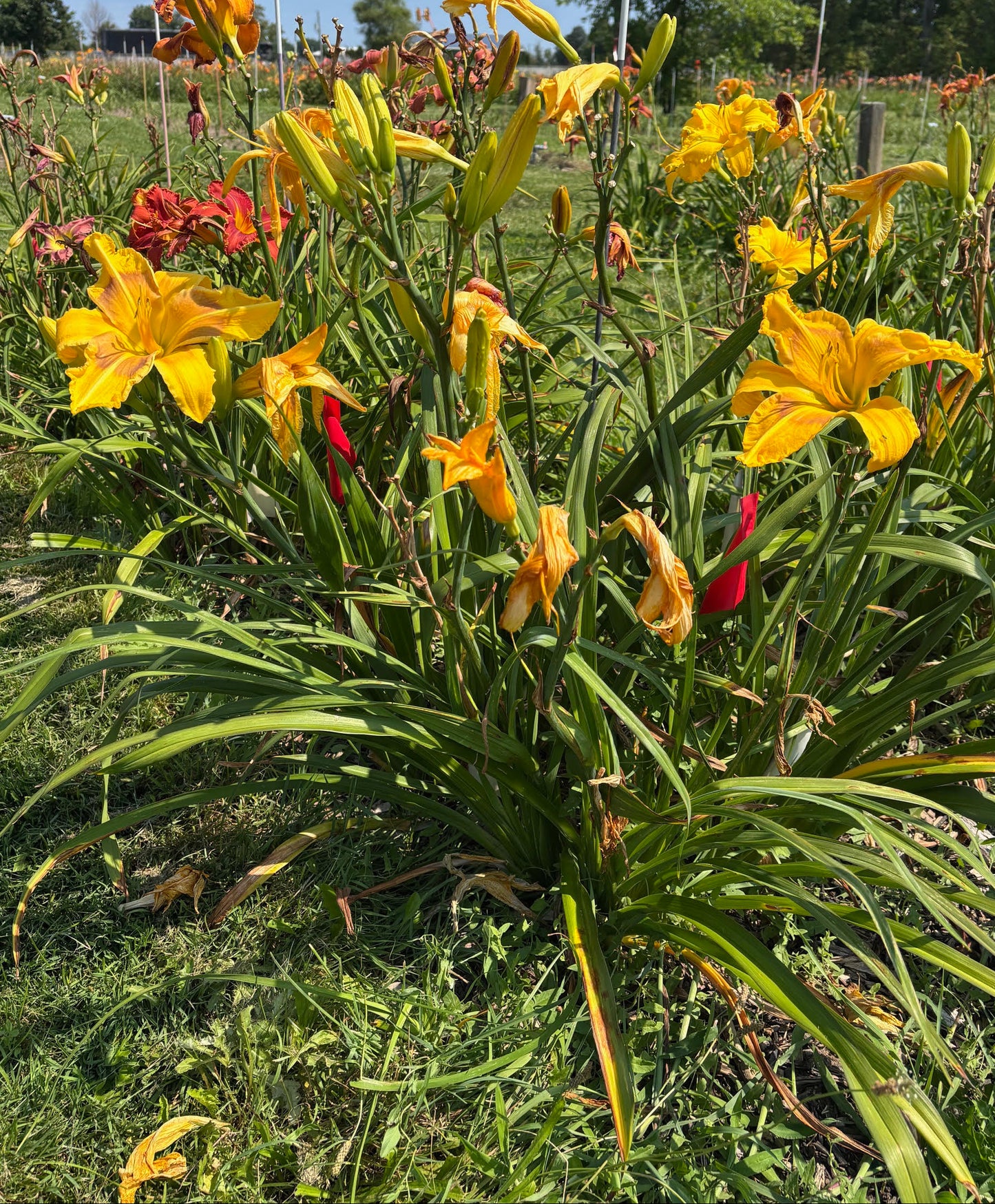 Mithraic Gold (Garden Name, Unregistered)