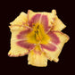 Rosy Maple Moth (Garden Name, Unregistered)