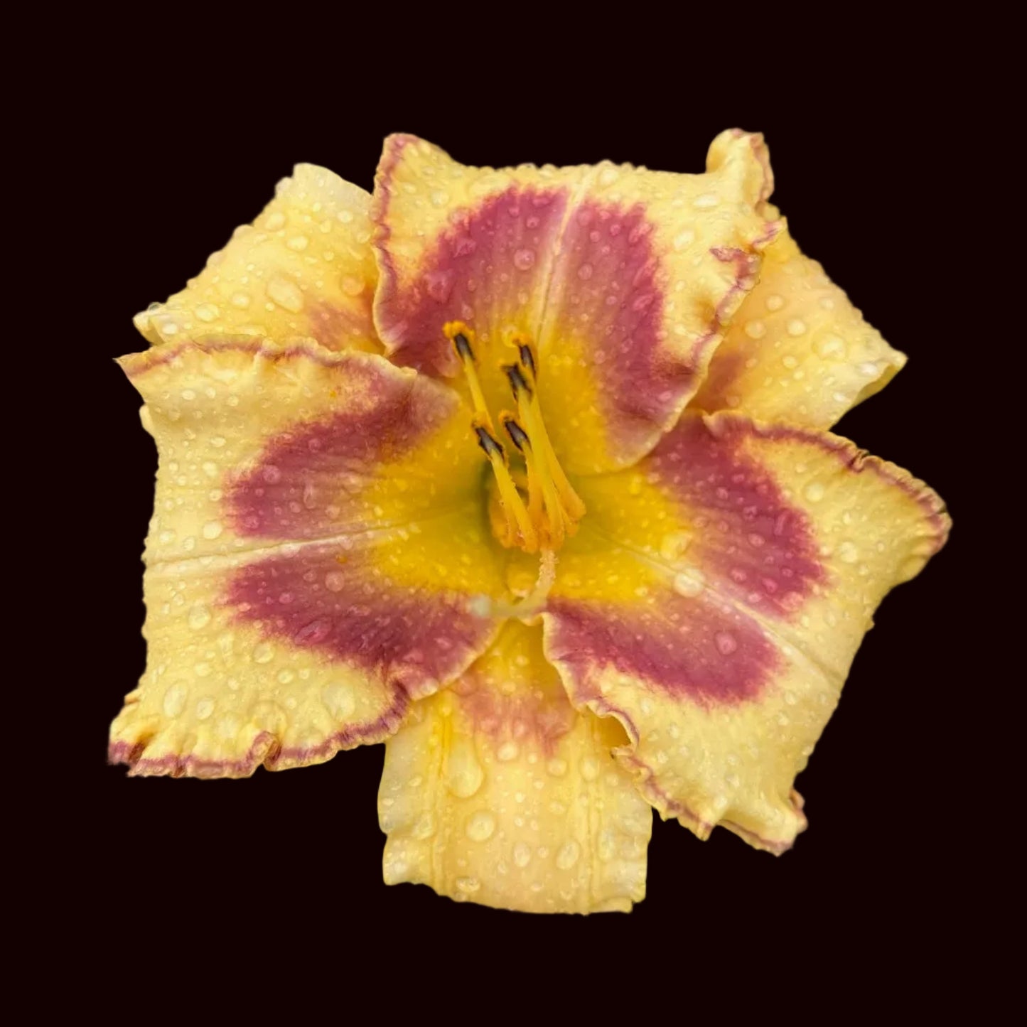 Rosy Maple Moth (Garden Name, Unregistered)