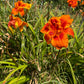 Stellar Nova (Garden Name, Unregistered)