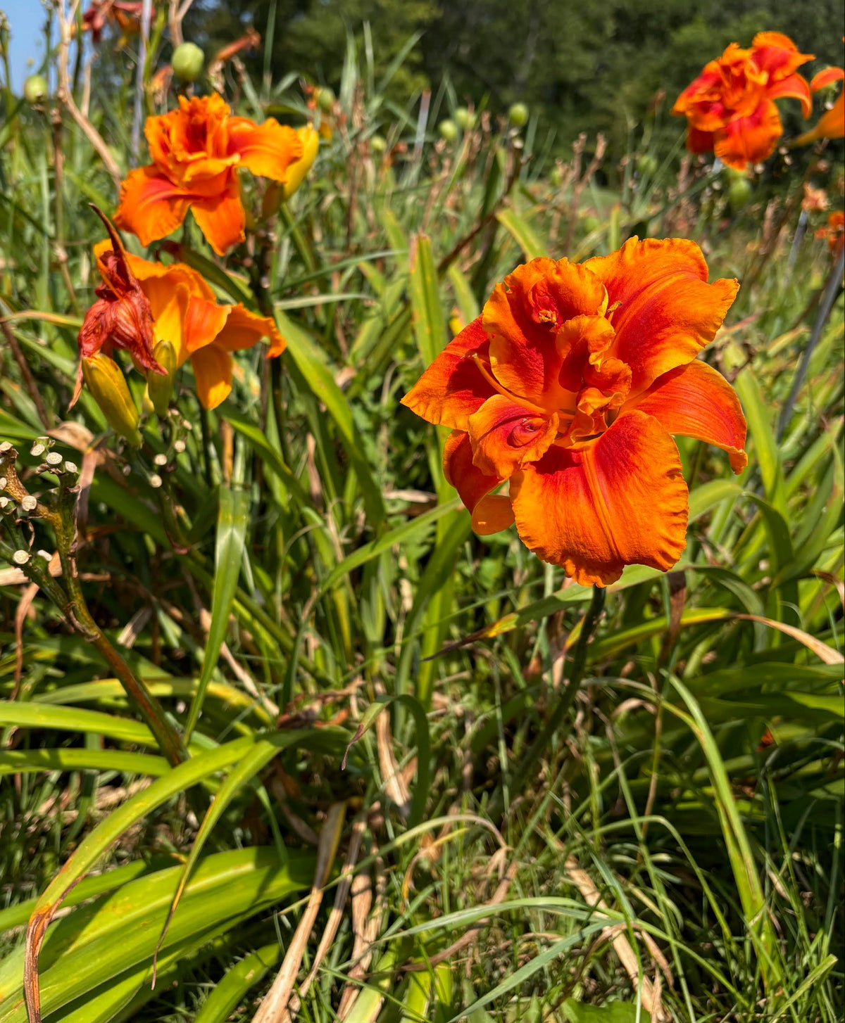 Stellar Nova (Garden Name, Unregistered)