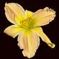 Coco Chameleon (Garden Name, Unregistered)