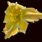 Coco Chameleon (Garden Name, Unregistered)