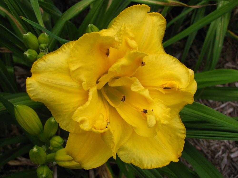 Casey Jones Dynamic Daylilies