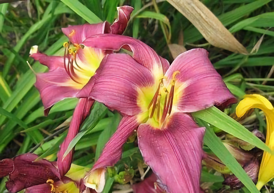 Purple Corn Dancer