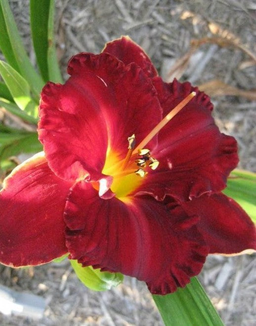 Red Corvette