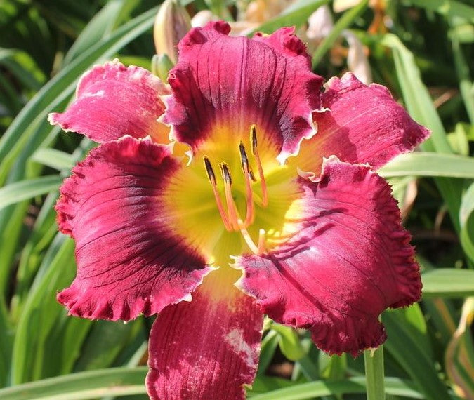 Red Hot Summer Delight