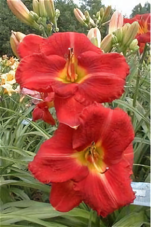 Red Right Returning