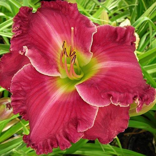 The Deborah Rubin