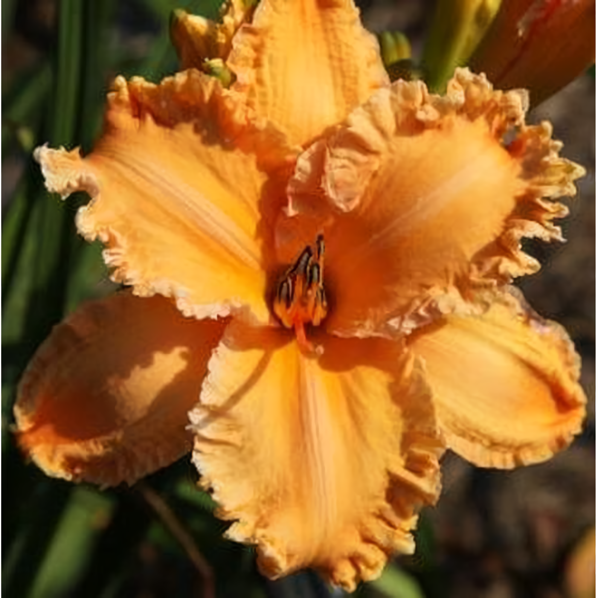 Fifth Element Roses The Fifth Element – Dynamic Daylilies
