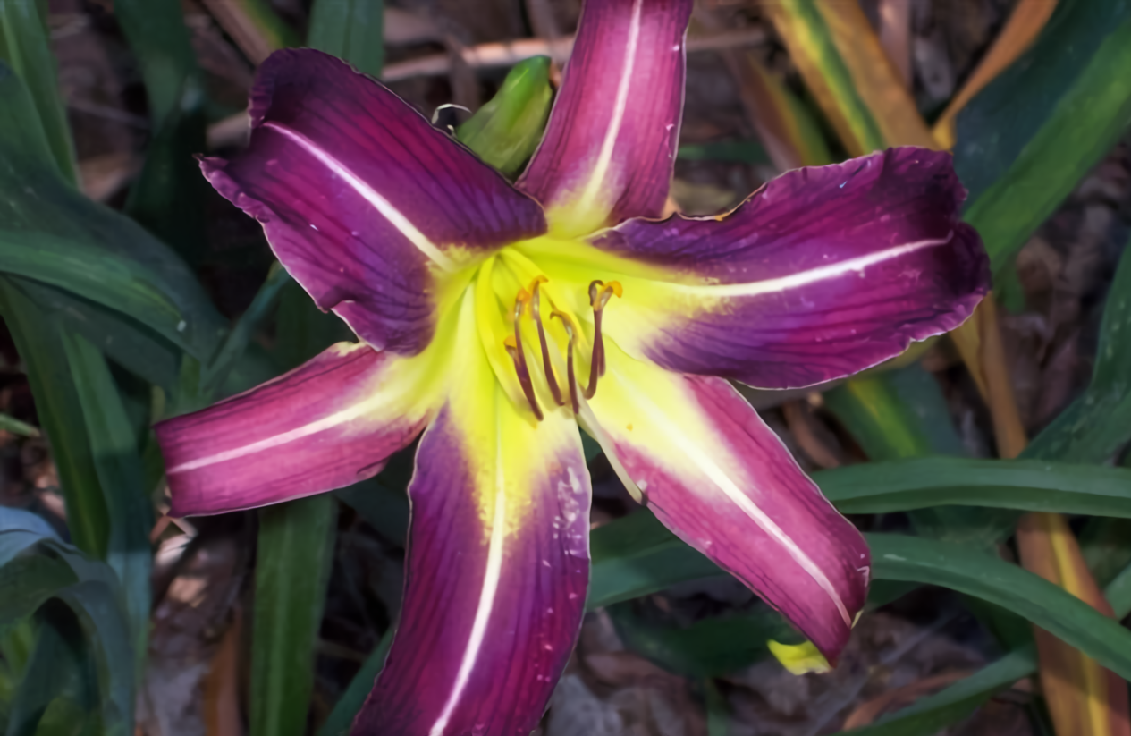 Thunder Mountain Dynamic Daylilies
