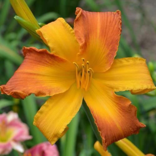 Whispering Tangerine Tango